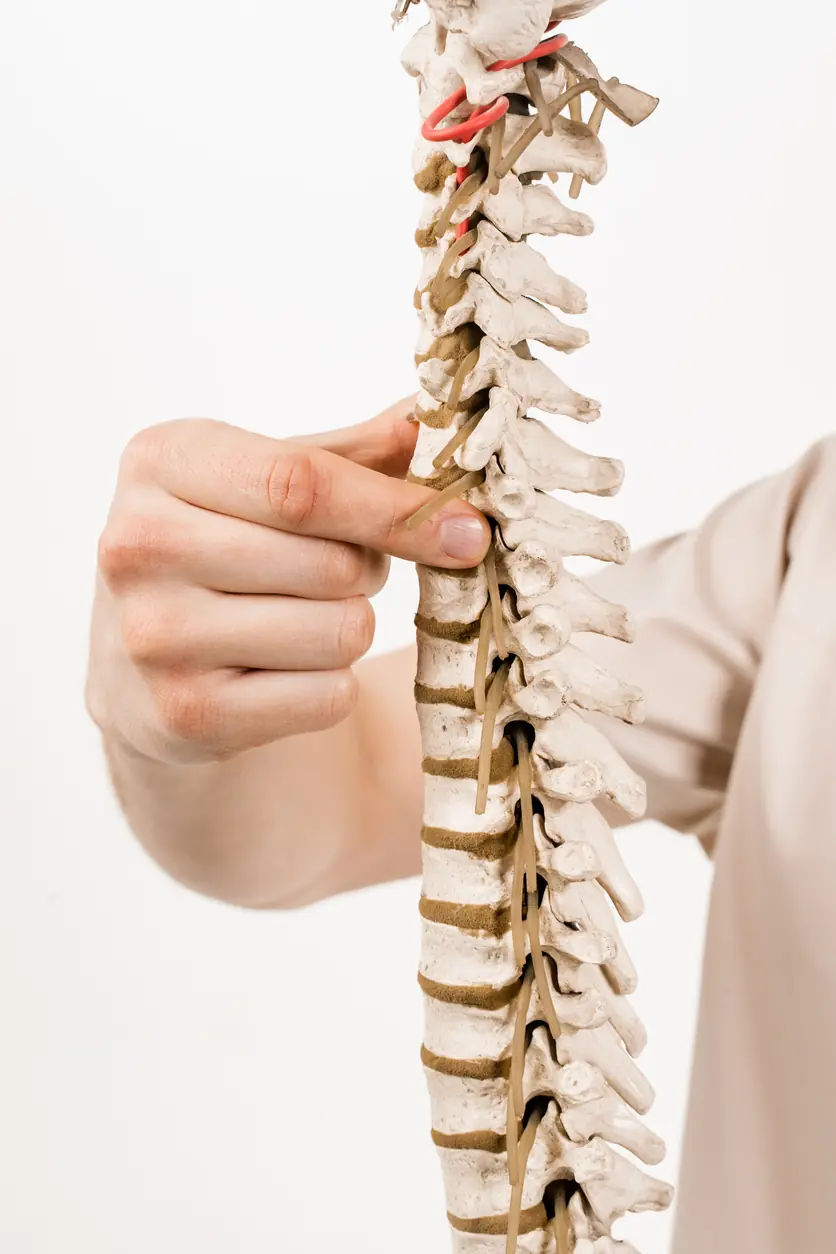 Anatomisches Wirbelsäulenmodell – Komplextherapie Physiotherapie Tenschert