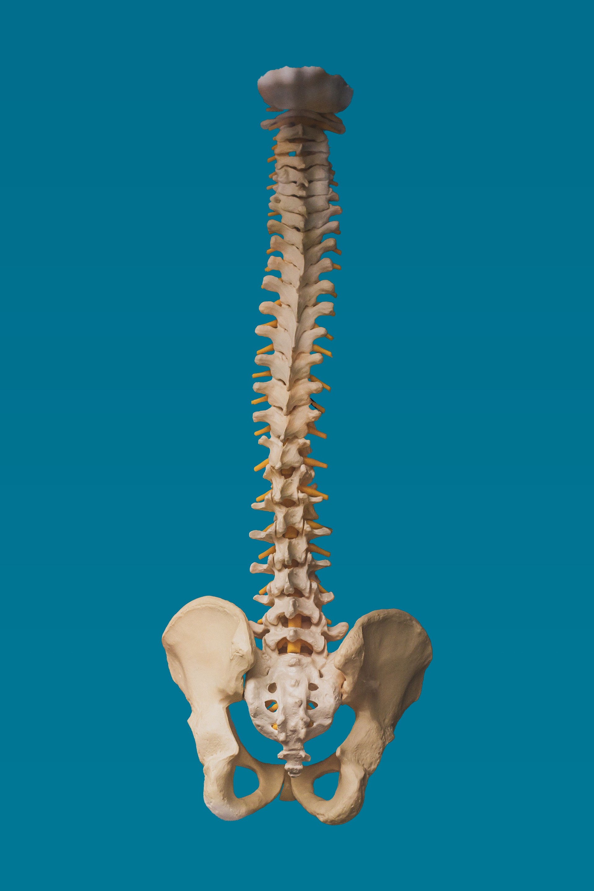 Nackt, Mensch, Wirbelsäulen- und Beckenknochen vor blauem Hintergrund. Zentrales Nervensystem, Knochen, ausgeschnitten, Photoshop bereit. Senkrecht.