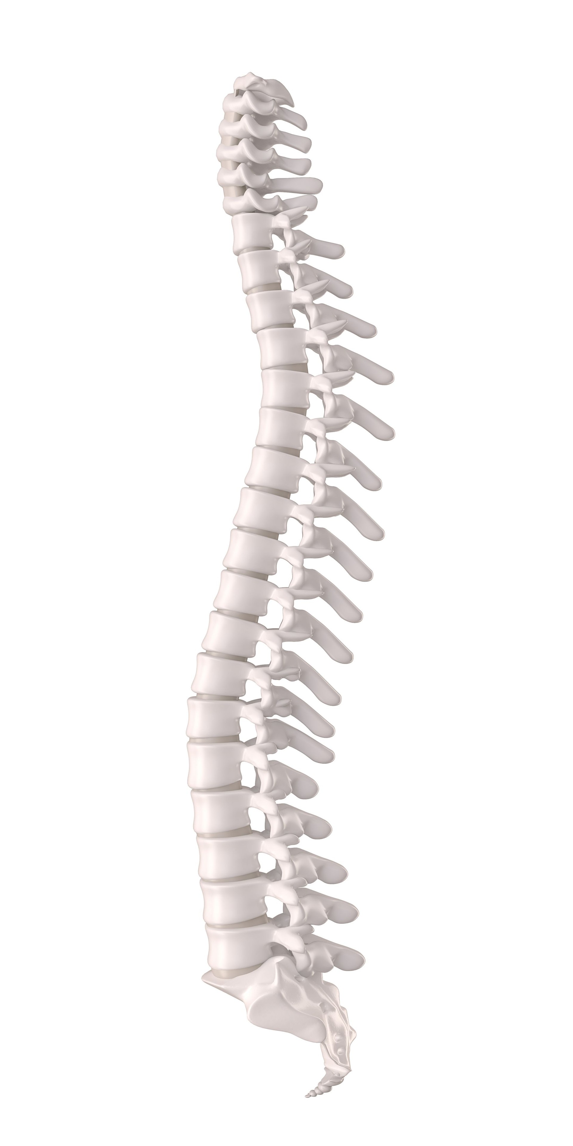 Menschliche Wirbelsäule mit Bandscheiben und Wirbeln, orthopädisch-anatomisches Detail. 3D-Rendering.